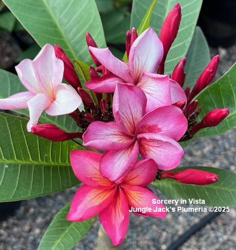 Sorcery plumeria photo
