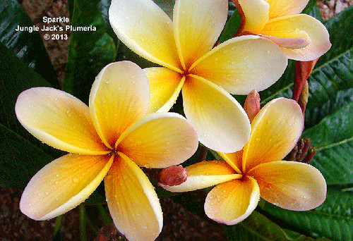 Sparkle plumeria photo