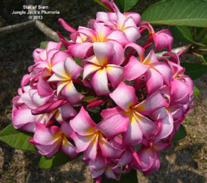 Star of Siam thumbnail