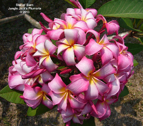Star of Siam plumeria photo