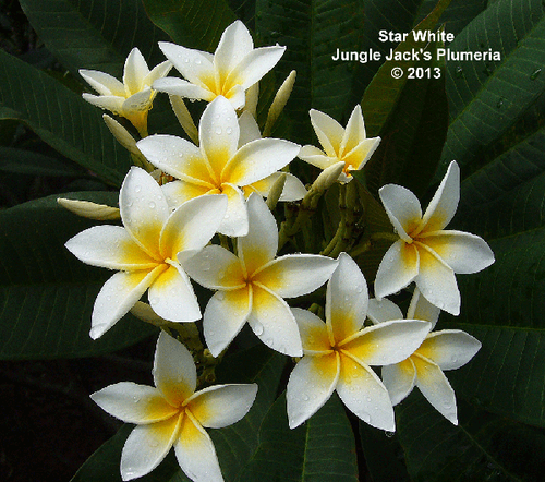 Star White plumeria photo