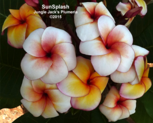 SunSplash thumbnail