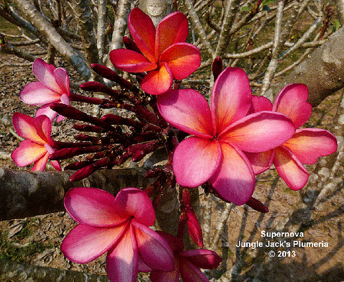 Supernova plumeria photo