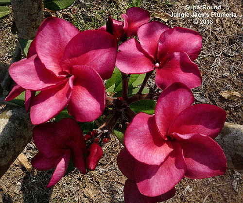 SuperRound plumeria flower - Jungle Jack source photo