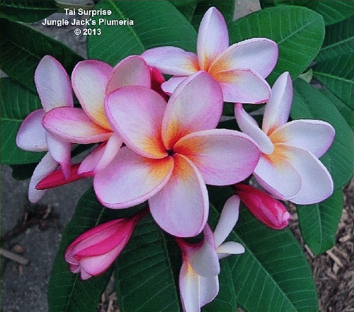 Tai Surprise plumeria photo