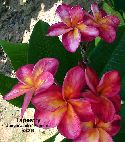 Tapestry plumeria photo