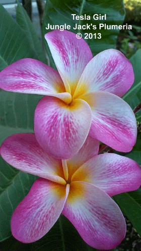 Tesla Girl plumeria photo