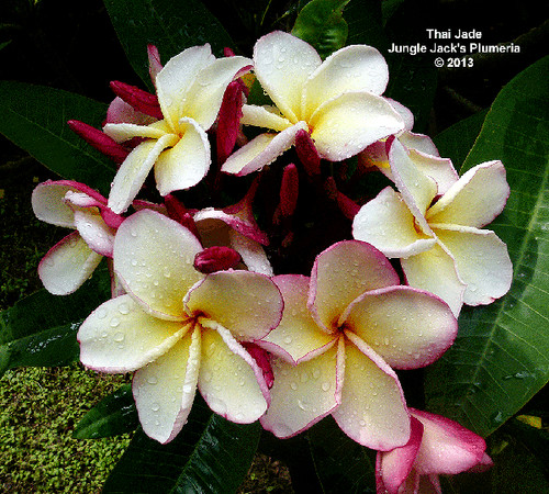 Puang Yok plumeria photo