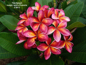 Thai Splash thumbnail