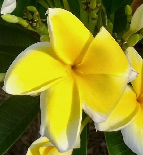 Thornton Lemon Drop plumeria flower - Jungle Jack source photo