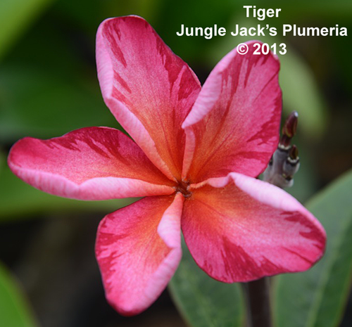 Jee Sinkant plumeria photo