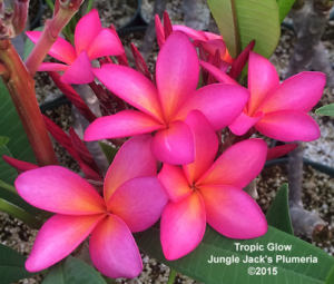 Tropic Glow thumbnail