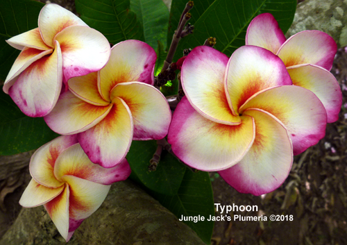 Typhoon plumeria photo