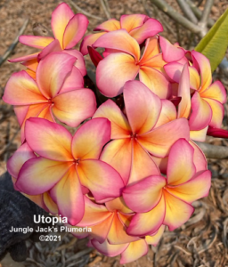Utopia thumbnail