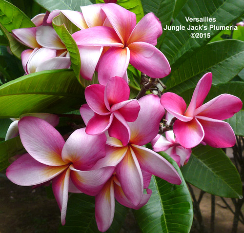 Versailles plumeria photo