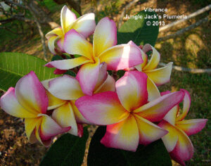 Vibrance thumbnail