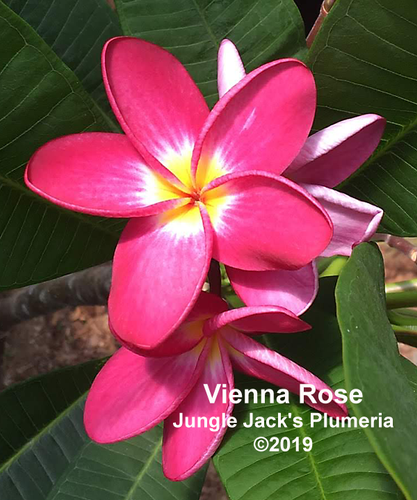 Vienna Rose plumeria photo