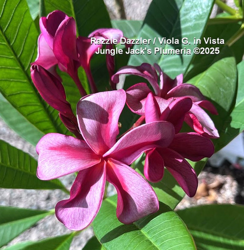 Viola G plumeria photo