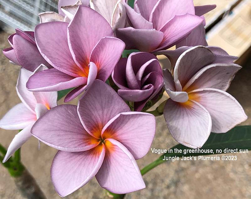 Vogue plumeria photo