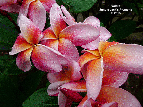 Volare plumeria photo