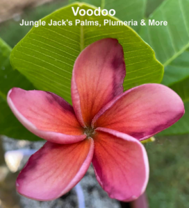 Voodoo thumbnail