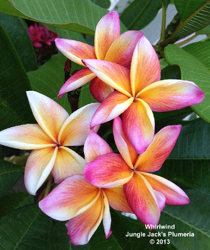 Whirlwind plumeria photo