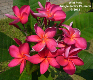 Wild Pink thumbnail