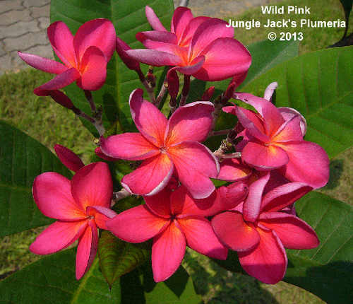 Wild Pink plumeria photo