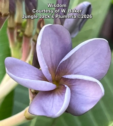 Wisdom plumeria photo