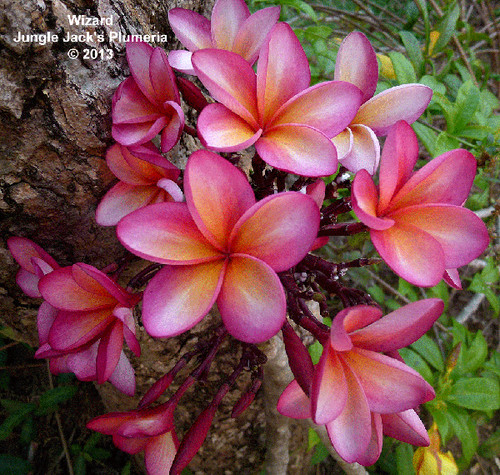 Wizard plumeria photo