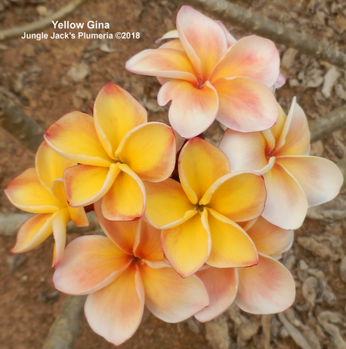 Yellow Gina plumeria photo