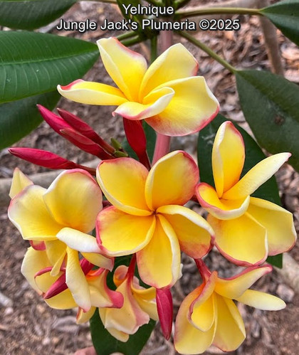 Yelnique plumeria photo