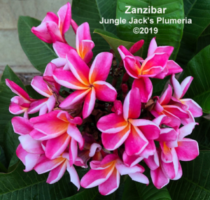 Zanzibar thumbnail