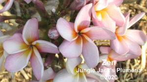 Zen thumbnail