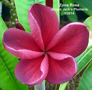 Zona Rosa thumbnail