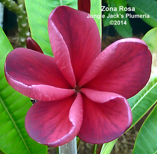 Zona Rosa plumeria photo