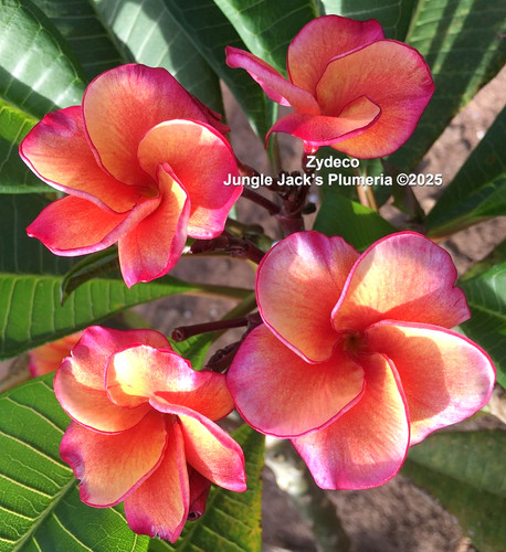 Zydeco plumeria photo
