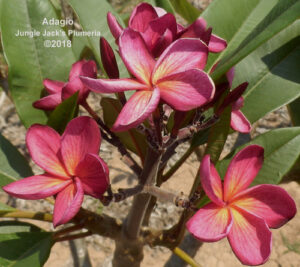 Adagio plumeria flower - Jungle Jack source photo
