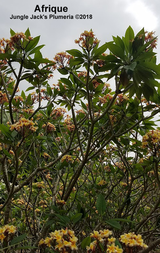Afrique plumeria flower - Jungle Jack source photo
