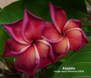 Aladdin plumeria flower - Jungle Jack source photo
