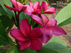 Alchemy plumeria flower - Jungle Jack source photo