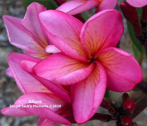 Allure plumeria photo