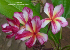 Amazing plumeria flower - Jungle Jack source photo