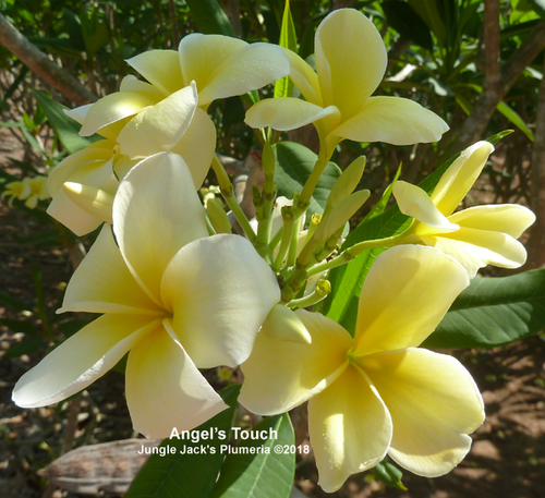 Angel's Touch plumeria flower - Jungle Jack source photo
