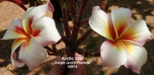 Arctic Star plumeria flower - Jungle Jack source photo