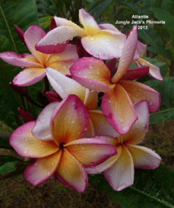 Atlantis plumeria flower - Jungle Jack source photo