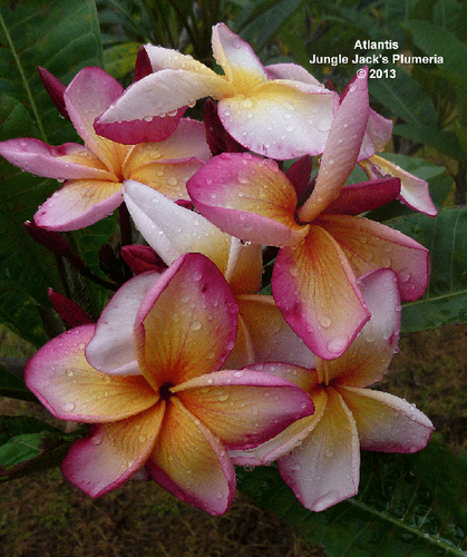 Atlantis plumeria flower - Jungle Jack source photo