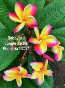 Babbygail plumeria flower - Jungle Jack source photo
