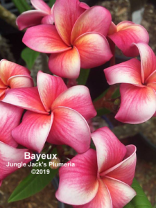 Bayeux plumeria flower - Jungle Jack source photo