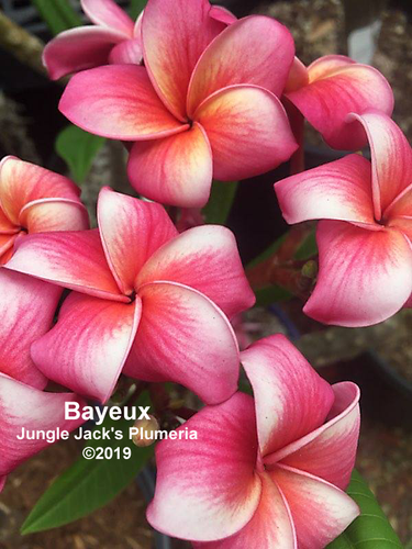Bayeux plumeria flower - Jungle Jack source photo